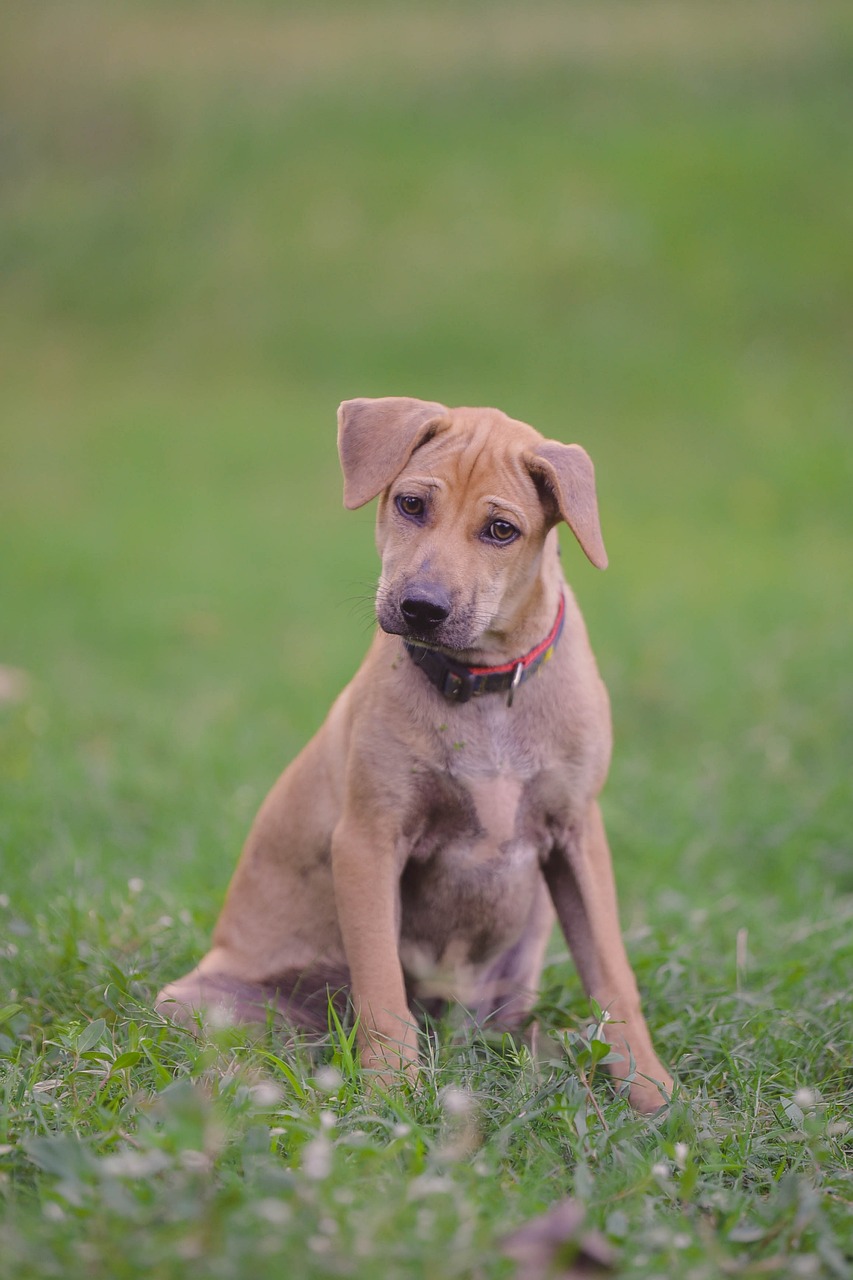dog-7389703_1280